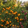 Natural Guard Organic Fruit & Citrus 3-5-5 Ornamental Granular Fertilizer 12 lb. Bag