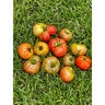 Nelson Plant Food Tomato All Natural 8-5-5 3 lb.