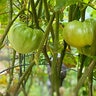 Nelson Plant Food Organic Tomato 3 lb.