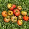 Nelson Plant Food Organic Tomato 3 lb.