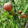 Nelson Plant Food Organic Tomato 3 lb.