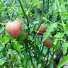 Nelson Plant Food Organic Tomato 3 lb.