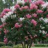 Nelson Plant Food NutriStar Crape Myrtle 10-15-9 Ornamental Granular Fertilizer 4 lb. Jar