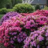 Nelson Plant Food Nutristar Azalea 9-13-11 25 lb.