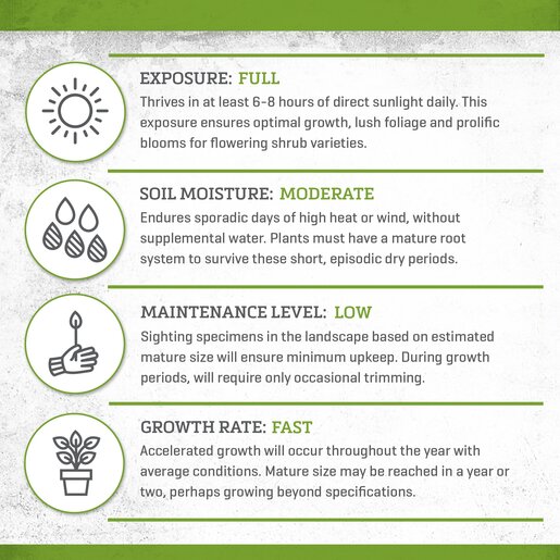 Picea Pungens Procumbens Blue Spruce