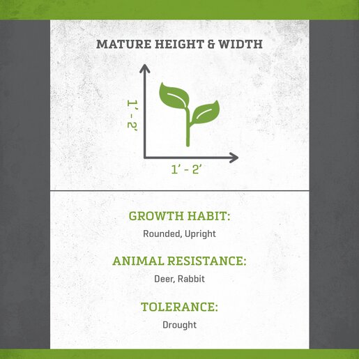 Picea Pungens Procumbens Blue Spruce