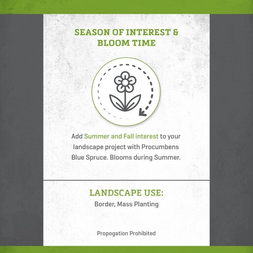 Picea Pungens Procumbens Blue Spruce