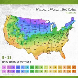 Thuja Plicata Whipcord Arborvitae