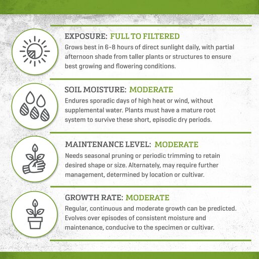 Tibouchina Urvilleana Princess Flower