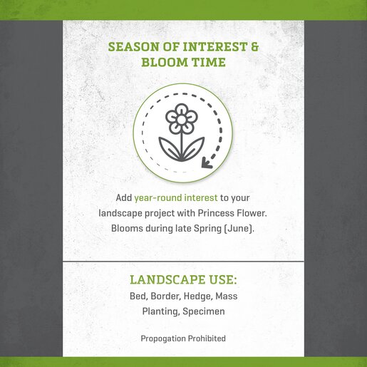 Tibouchina Urvilleana Princess Flower