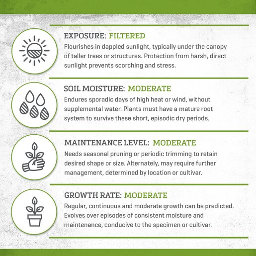 Rosmarinus Officinalis Hill Hardy Rosemary