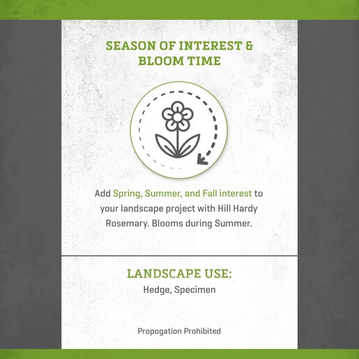 Rosmarinus Officinalis Hill Hardy Rosemary