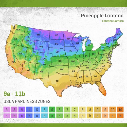 Lantana Camara Bandolero Pineapple Lantana