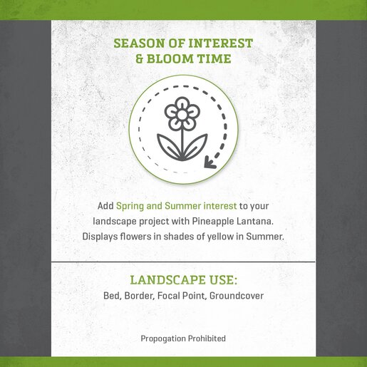 Lantana Camara Bandolero Pineapple Lantana