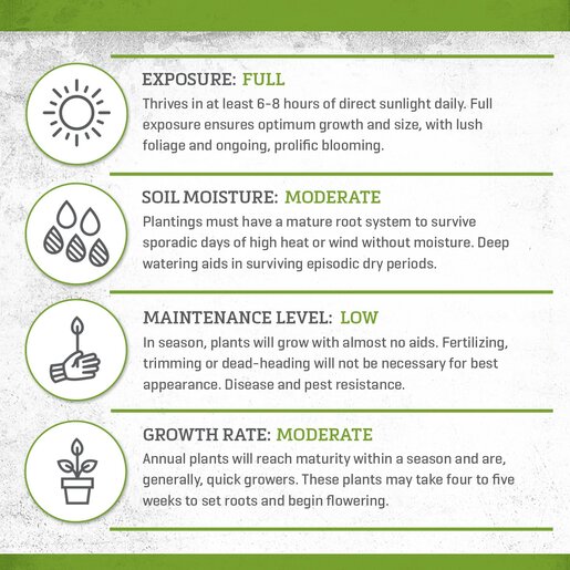 Lantana Camara Bandolero Pineapple Lantana