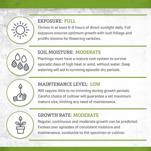 Symphyotrichum Laeve Smooth Aster