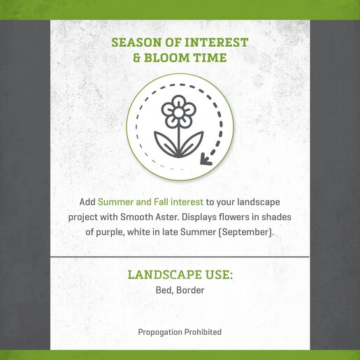 Symphyotrichum Laeve Smooth Aster