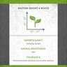 Helleborus X North Star Plum Lenten Rose