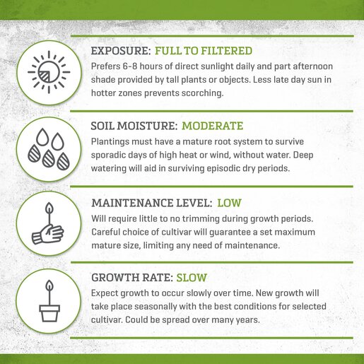 Baptisia X Indigo Spires False Indigo