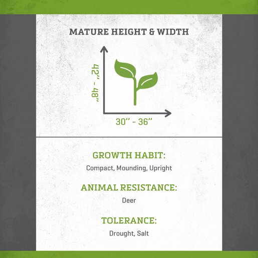 Baptisia X Indigo Spires False Indigo