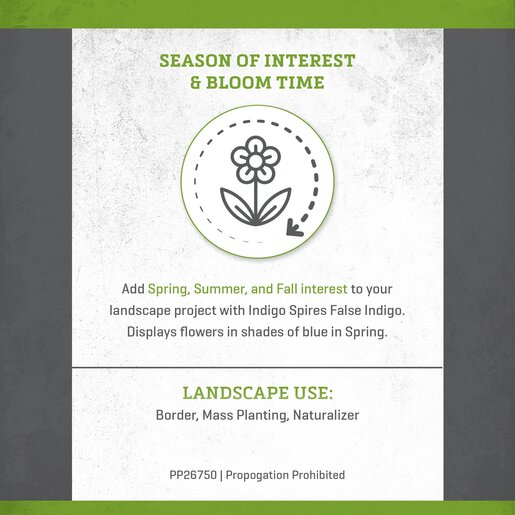 Baptisia X Indigo Spires False Indigo