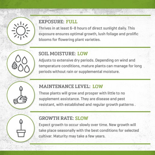 Agave Schidigera Durango Delight Century Plant