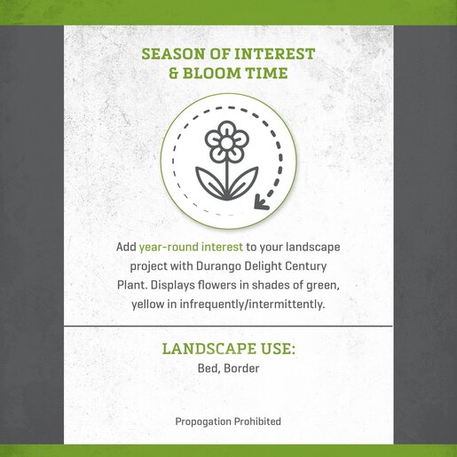 Agave Schidigera Durango Delight Century Plant