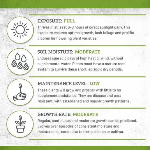 Agave Americana Opal American Aloe