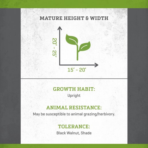 Halesia Carolina Jersey Belle Silverbell