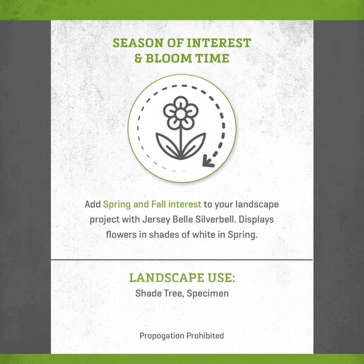 Halesia Carolina Jersey Belle Silverbell