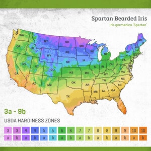 Iris Germanica Spartan Bearded Iris 1 gal. Container
