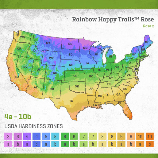 Rosa X Rainbow Happy Trails Rose | SiteOne US