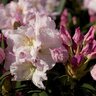 Rhododendron X Southgate Breezy Rhododendron