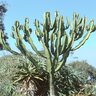 Euphorbia Ingens Candlelabra Tree