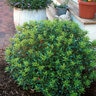 Ilex Glabra Compacta Inkberry Holly 36 in. Height Ball and Burlap