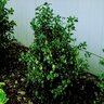 Ilex X Meserveae Mesog China Girl China Holly 3 gal. Container