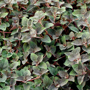 Lysimachia Congestiflora Persian Chocolate Golden Globes Loosestrife 1 gal. Container