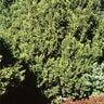 Chamaecyparis Obtusa Rigid Dwarf Hinoki Falsecypress