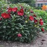 Hibiscus x Summerific Cranberry Crush Proven Winners Rose Mallow True 2 gal. (7.57 L) Container