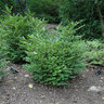 Buxus Microphylla Jim Stauffer Boxwood 21 in. Height Ball and Burlap