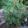 Ilex Verticillata Winter Red Winterberry 5 gal. Container