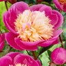 Paeonia Lactiflora Bowl of Beauty Peony 3 gal. Container