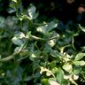Poncirus Trifoliata Flying Dragon Hardy Orange 7 gal. Container