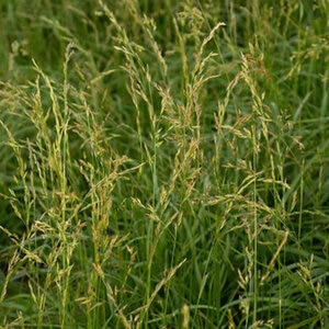 Fawn Tall Fescue Seed 50 lb. Bag