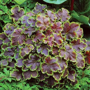 x Heucherella Solar Eclipse Southern Living Foamy Bells