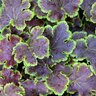 X Heucherella Solar Eclipse Foamy Bells