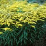 Solidago X Crown Of Rays Goldenrod 1 gal. Container