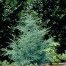 Hesperocyparis (Cupressus) Arizonica Carolina Sapphire Arizona Cypress 8 ft. Height Ball and Burlap