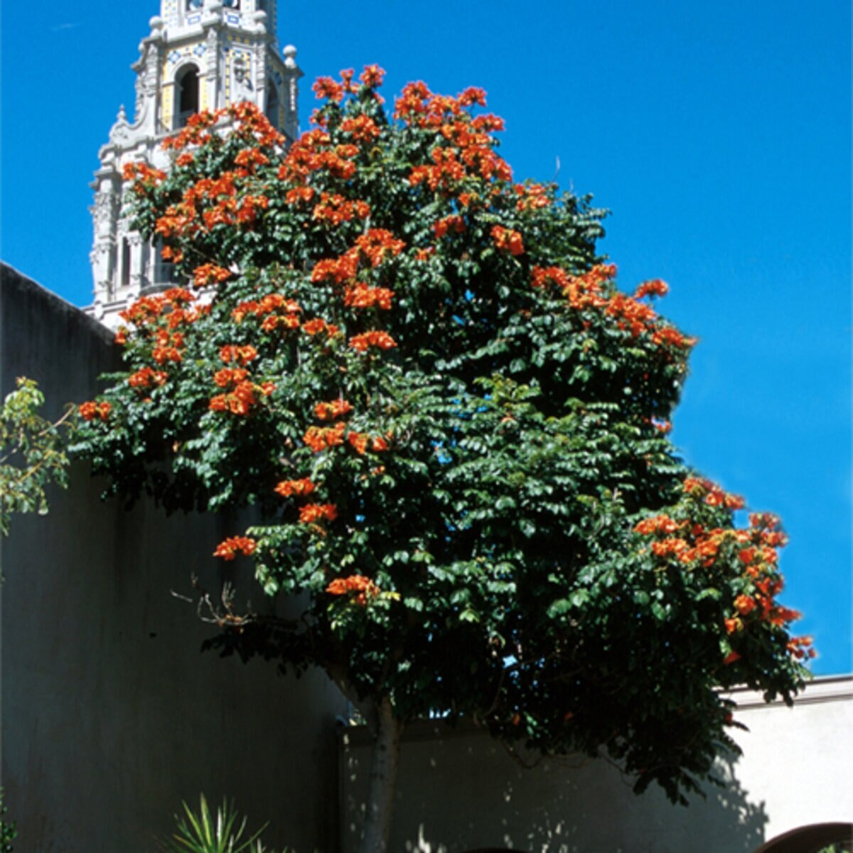 Spathodea Campanulata African Tulip Tree | SiteOne US