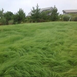 Weeping Lovegrass Seed